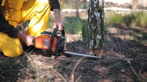 How Our Tree Care Process Works  in Keewatin, MN